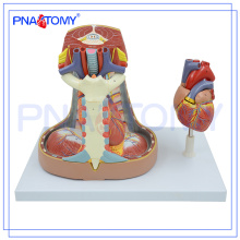 PNT-0480 Mediastinum Modell Menschliches Anatomiemodell des Mediastinums